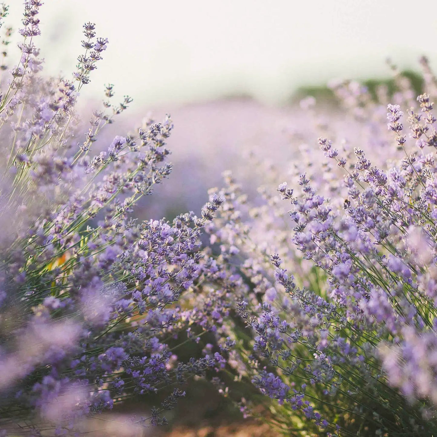SOLIME' TISANA LAVANDA FIORI SGRANATI SFUSI 100G