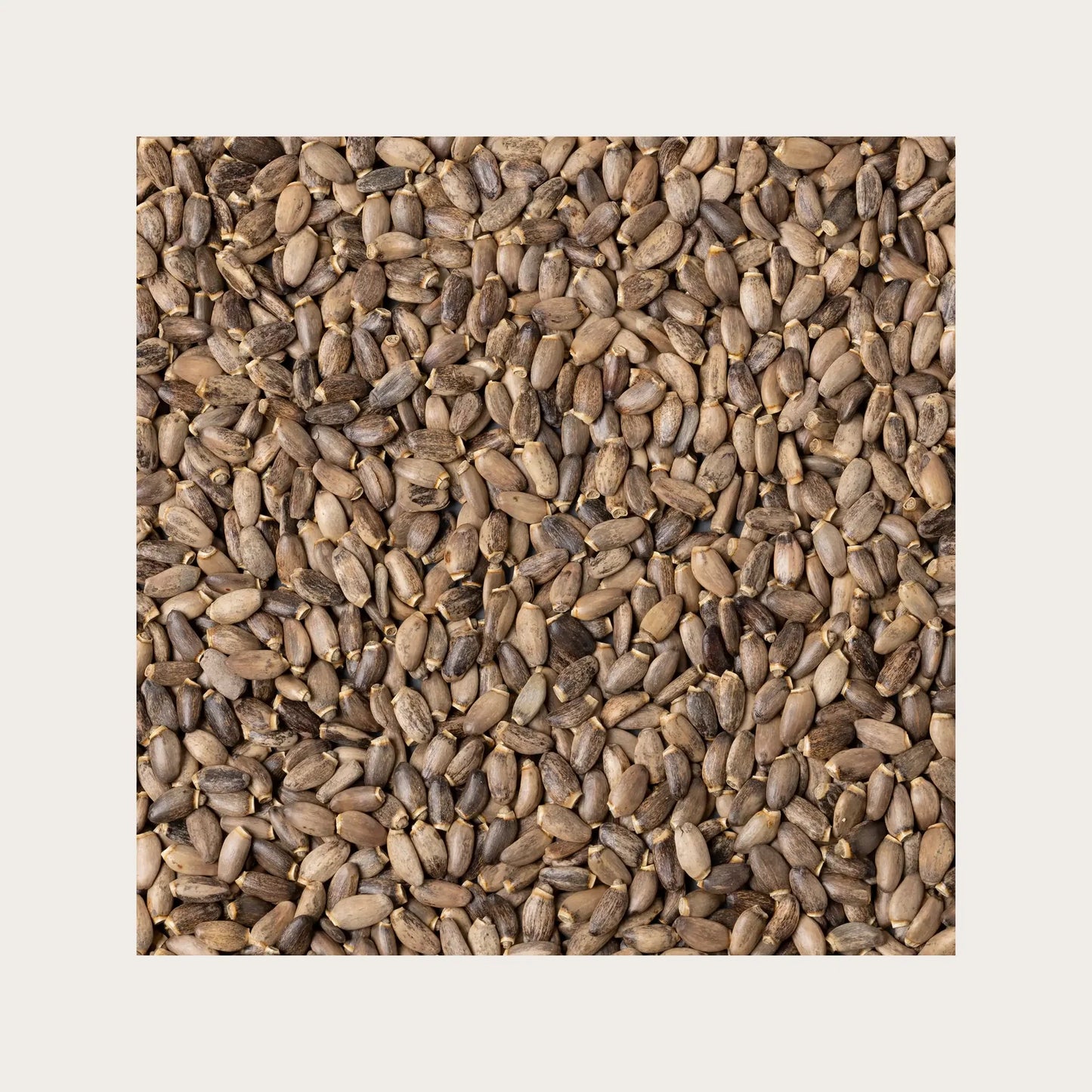 SOLIME' TISANA CARDO MARIANO FRUTTI SFUSI 100GR