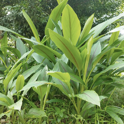 SOLIME' TISANA CURCUMA RIZOMA SFUSA 100G