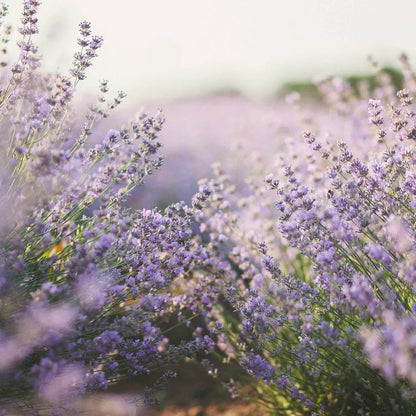 SOLIME' TISANA LAVANDA FIORI SGRANATI SFUSI 100G