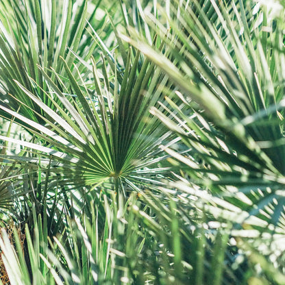 SOLIME' Lozione fortificante per capelli alla Serenoa e Ortica 50ML