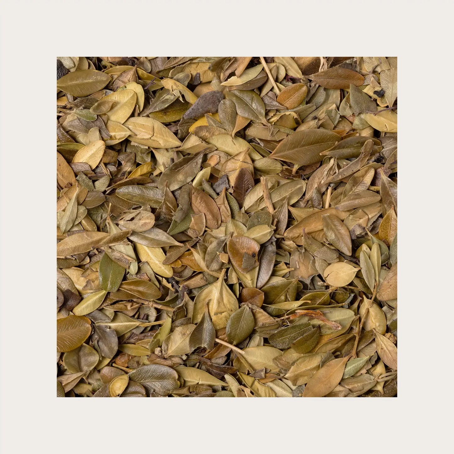 SOLIME' TISANA UVA URSINA FOGLIE SFUSE 100GR